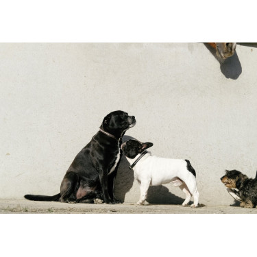 Collare e guinzaglio per cane Equithème Max Collare e guinzaglio per cane Equithème Max