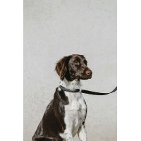 Collare per cane Equithème...