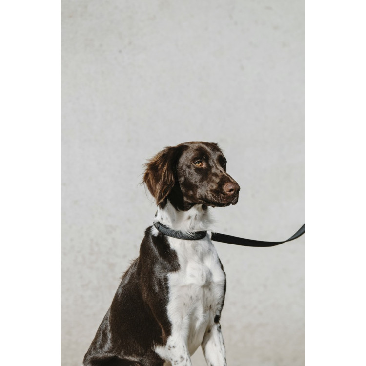 Collare per cane Equithème Nala