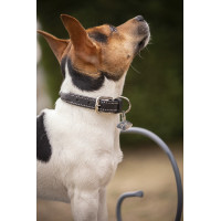 Collare per cane Pénélope Olie