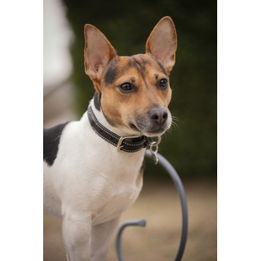Collare per cane Pénélope Olie Collare per cane Pénélope Olie