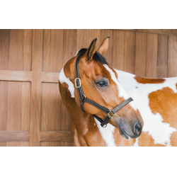 Capezzina in cuoio Wellington Kentucky Nero