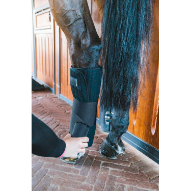 Cotone americano Kentucky
