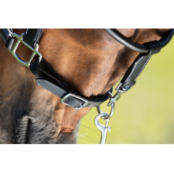 Capestro da toelettatura HFI Nero