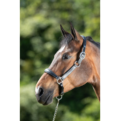 Capestro da toelettatura HFI Nero