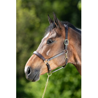 Capestro in cuoio HFI Master cuciture crema Marrone