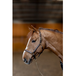 Capezzina in cuoio Little Groom HFI Master Marrone Capezzina in cuoio Little Groom HFI Master Marrone