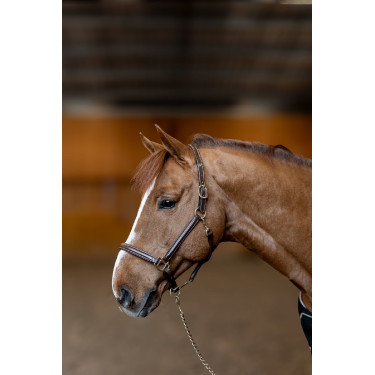 Capezzina in cuoio Little Groom HFI Master Marrone Capezzina in cuoio Little Groom HFI Master Marrone