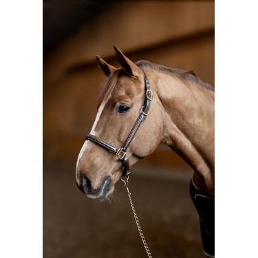 Capezzina in cuoio Little Groom HFI Master Marrone Capezzina in cuoio Little Groom HFI Master Marrone
