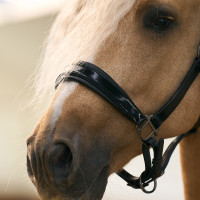 Halster Imperial Riding Hera Nero Halster Imperial Riding Hera Nero