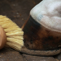 Spazzola per zoccoli Imperial Riding Natural Naturale Marrone Spazzola per zoccoli Imperial Riding Natural Naturale Marrone