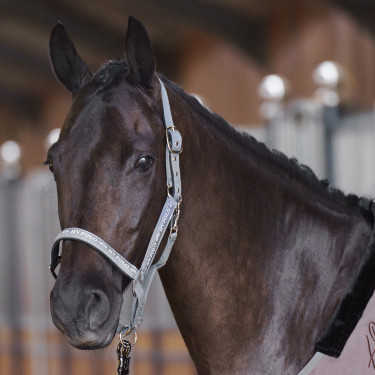 Capezza HV Polo Nena Pietra Grigio