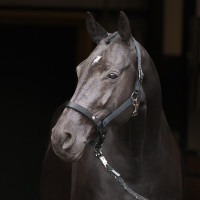 Capezzina Imperial Riding Rebel Ballerina Viola