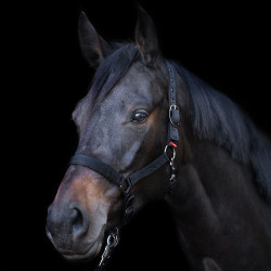 Capezzina Yearling Imperial Riding Nero