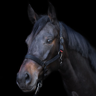 Capezzina Yearling Imperial Riding Nero