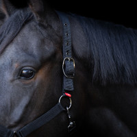 Capezzina Yearling Imperial Riding Pietra di luna Arancione Capezzina Yearling Imperial Riding Pietra di luna Arancione