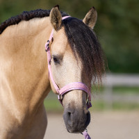 Capezzina Imperial Riding Sparkle Ballerina Viola Capezzina Imperial Riding Sparkle Ballerina Viola