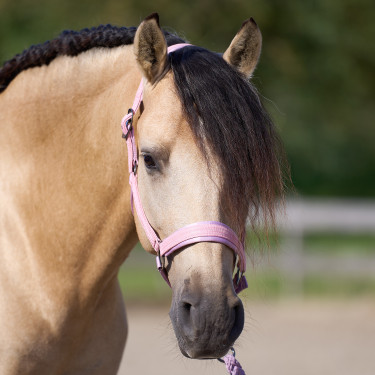 Capezzina Imperial Riding Sparkle Ballerina Viola