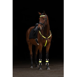 Collare da caccia a LED Covalliero Giallo