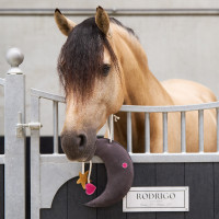 Giocattolo per il box Imperial Riding Moony Grigio Giocattolo per il box Imperial Riding Moony Grigio