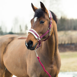 Lunghina Howard Crescendo Horze Viola