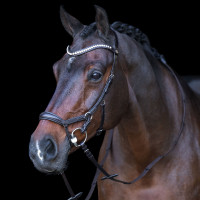 Briglia HV Polo Legacy Anatomica deluxe Nero