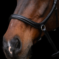 Capezza senza imboccatura HV Polo Legacy Marrone cioccolato Capezza senza imboccatura HV Polo Legacy Marrone cioccolato