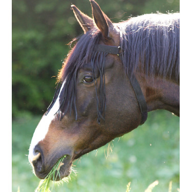 Frontal antimosche autonomo Waldhausen Nero