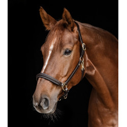 Capestro in cuoio Waldhausen Classy X-Line Marrone / dorato