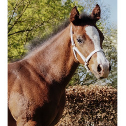 Capezzina da presentazione in cuoio Star puledro Bianco