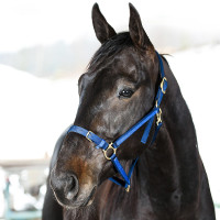 Licol Yankee Finn-Tack Pro nylon avec muserolle ouverte Noir / vert foncé