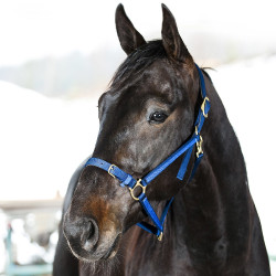 Capestro Yankee Finn-Tack Pro in nylon con capezzina aperta
