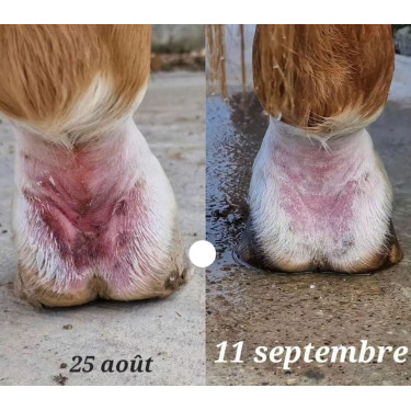 Unguento anti-fessurazione del pastorale Ekin Unguento anti-fessurazione del pastorale Ekin