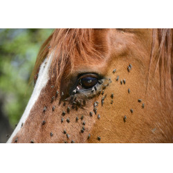 Spray Repellente per insetti Ekin Spray Repellente per insetti Ekin