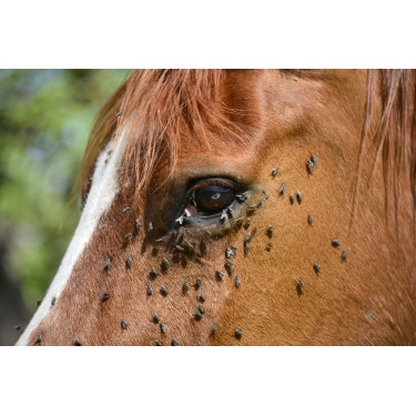 Spray Repellente per insetti Ekin Spray Repellente per insetti Ekin