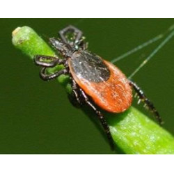 Spray Repellente per insetti Ekin Spray Repellente per insetti Ekin