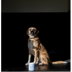 Argilla Alodis Care Cani Clay per cane