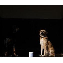 Argilla Alodis Care Cani Clay per cane