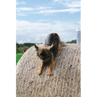 Balsamo Alodis Care Cani Stress per cane Balsamo Alodis Care Cani Stress per cane