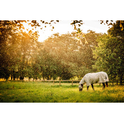 Coperta anti-mosche Horseware Newmarket Plus Carbone di legna Witney Grigio