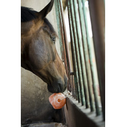 Pietra di sale Hippotonic dell'Himalaya Pietra di sale Hippotonic dell'Himalaya