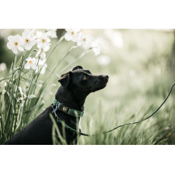 Lascia Kentucky per cane Lucertola