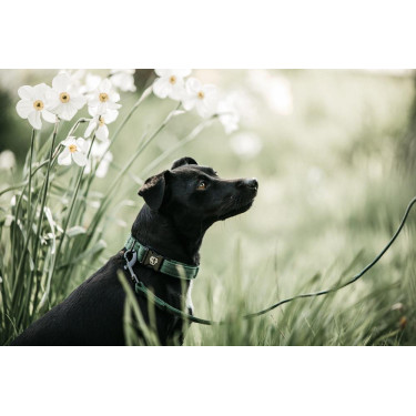 Lascia Kentucky per cane Lucertola