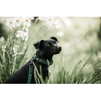 Lascia Kentucky per cane Lucertola Verde oliva Lascia Kentucky per cane Lucertola Verde oliva