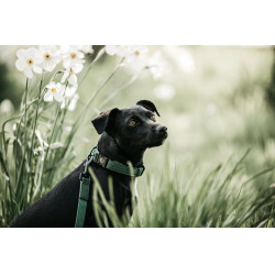 Lascia Kentucky per cane Lucertola Verde oliva Lascia Kentucky per cane Lucertola Verde oliva