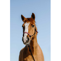 Capestro etologico + lunghina Norton Svezia Nero / rosa Capestro etologico + lunghina Norton Svezia Nero / rosa