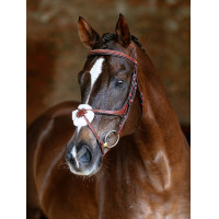 Bridon LeMieux Grackle Castagno Marrone