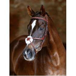 Bridon LeMieux Grackle Castagno Marrone