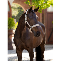Licol LeMieux Essence Pietra Grigio Licol LeMieux Essence Pietra Grigio