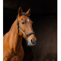 Capestro in nylon Equithème Domino Grigio